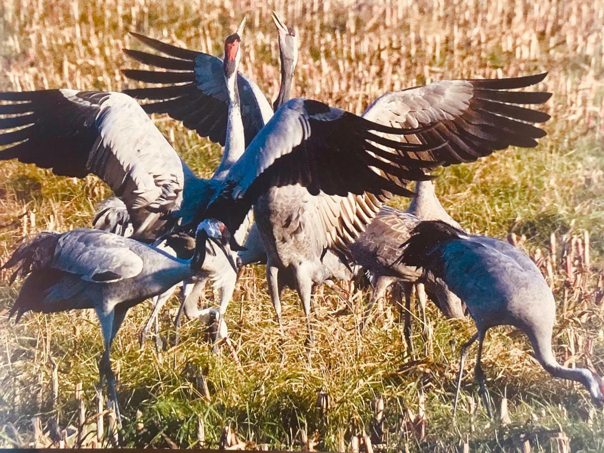 "Matrosenlogis" By Ferienhaus Strandgut Born Buitenkant foto